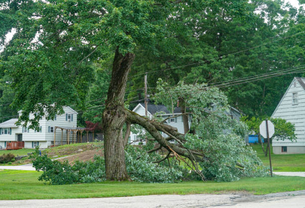 Best Leaf Removal Services  in Temple, TX